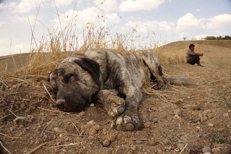 Çoban ve Köpeği