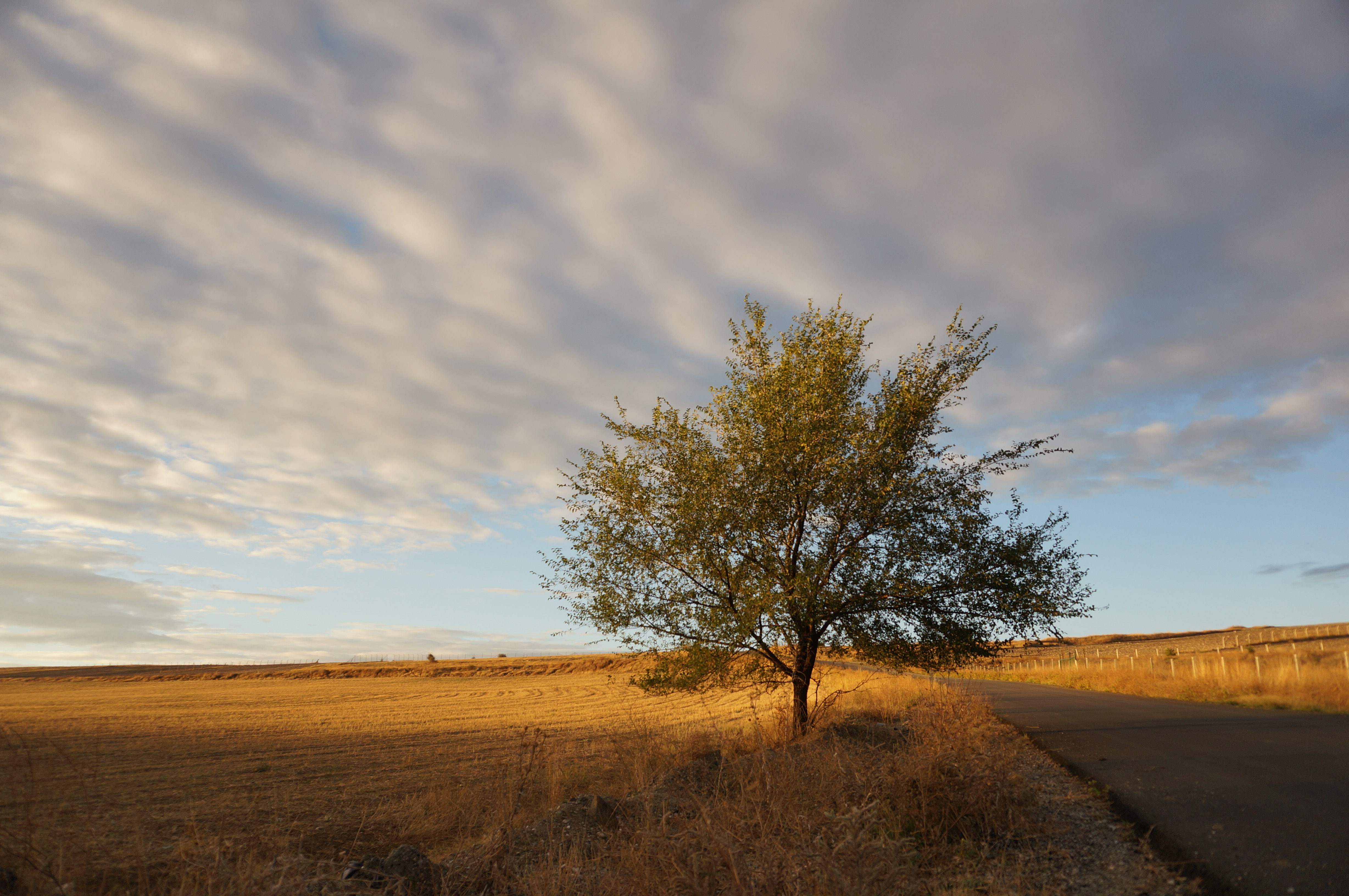 Köy Yolundaki Ağaç